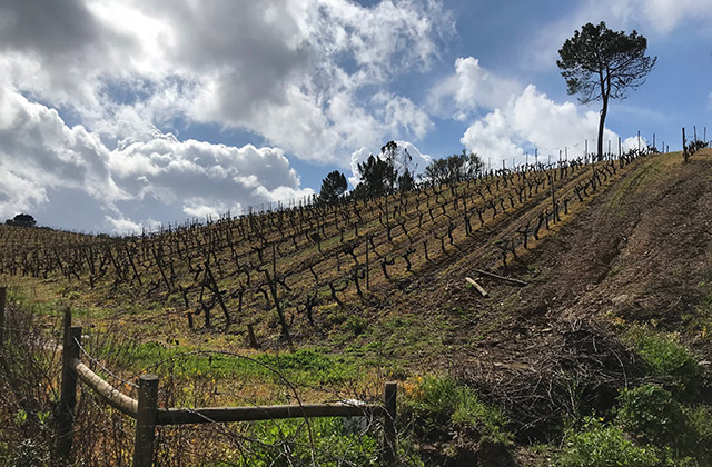 Grape Vines Near Serra