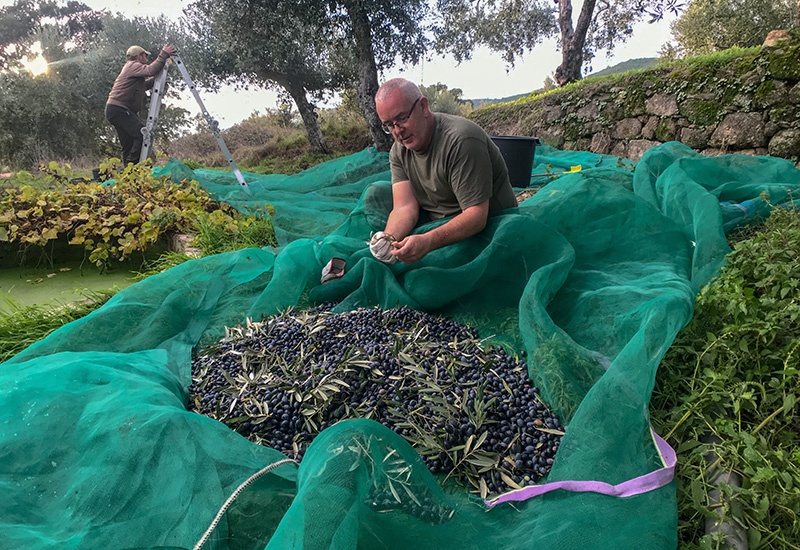 Olive Picking in Central Portugal