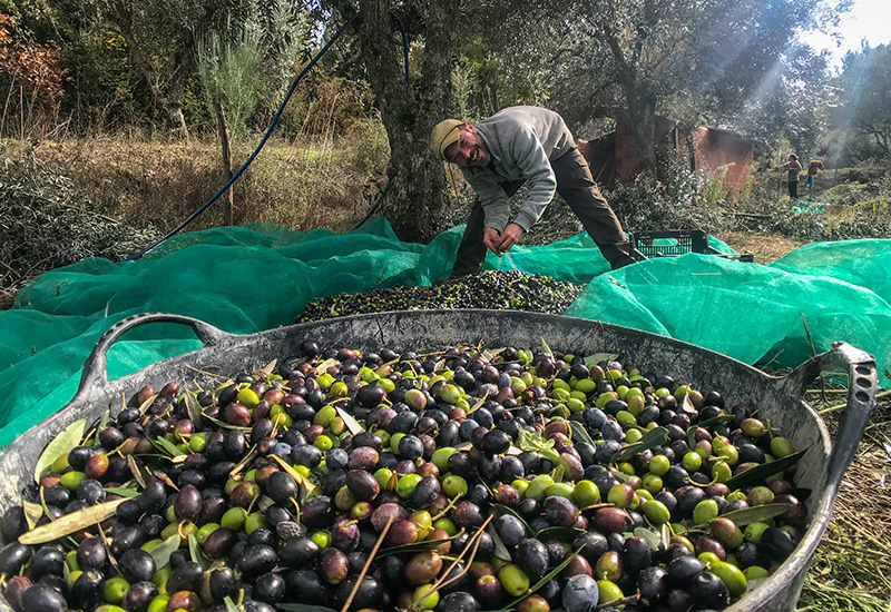 Picking Olives in Portugal