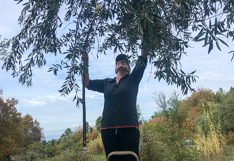 Picking Olives in Portugal
