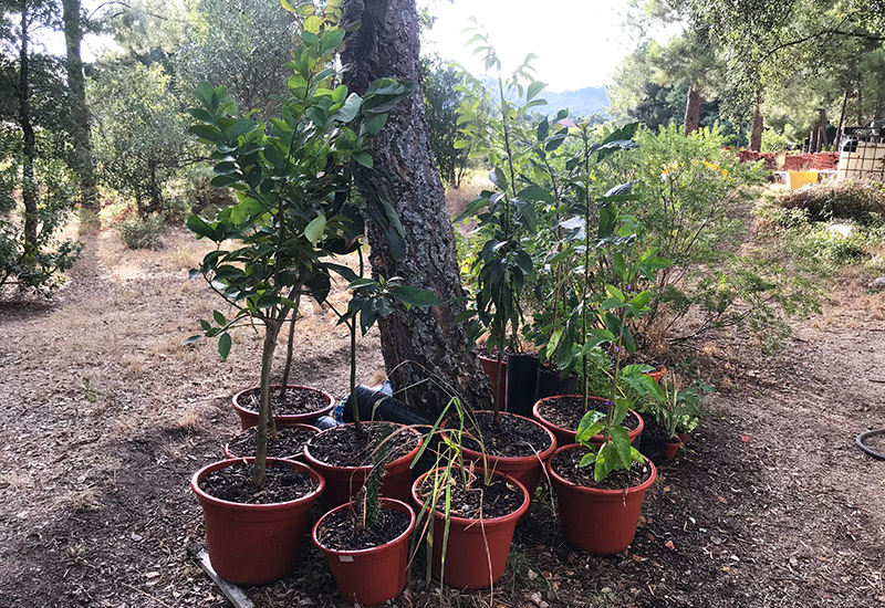 2021 Portugal Review - Planted Trees